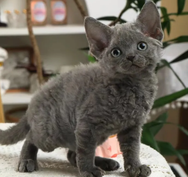 广州德文卷毛猫舍