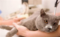 家里猫咪生病死了多久才能养新猫呢