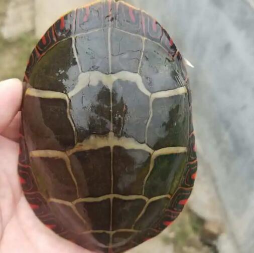 东部锦龟耐寒吗?一定要小心 东部锦龟耐寒吗?一定要小心