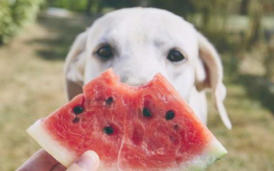 夏天水果多，最合适狗狗吃的几类，您有喂过吗？