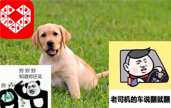 有没有拼多多买狗成功的-宠物网