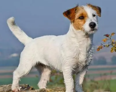 为什么不建议养杰克罗素梗犬