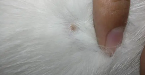 猫咪为什么会长疙瘩呢