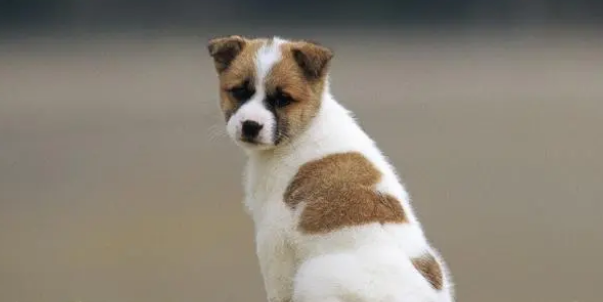 狗经常吃猫粮会怎么样? 狗经常吃猫粮会怎么样?