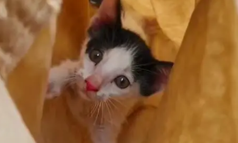 小猫咪为什么害怕我们