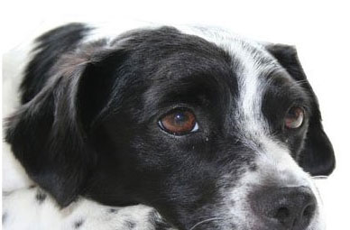病犬如何喂养护理? 病犬如何喂养护理?