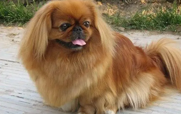 京巴犬的眼睛护理常识 京巴犬的眼睛护理常识