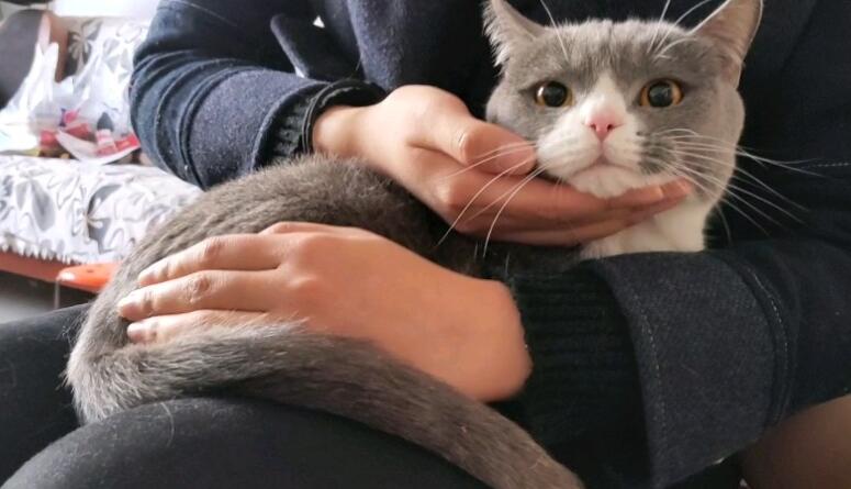 什么是弓形虫？猫弓形虫如何传染给人？(猫弓形虫传染给人的症状)