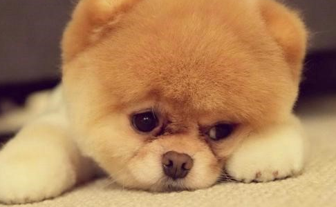 狗狗双眼黄绿色分必物该怎么办？怎么处理？