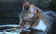 猫咪喝了脏水会怎么样呢?