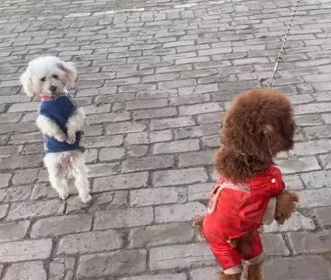小狗站立走动很讨人喜欢？主人家特别注意犬类脊椎承受能力，防止家犬受伤