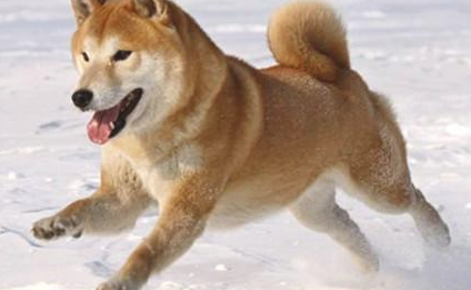 柴犬缺钙吃什么肉? 柴犬缺钙吃什么肉?