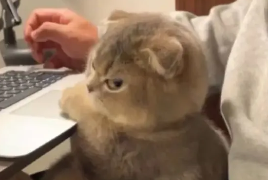 抖音蒜头公主小猫咪图片