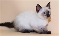 猫皮肤上密密麻麻的小黑点怎么办？