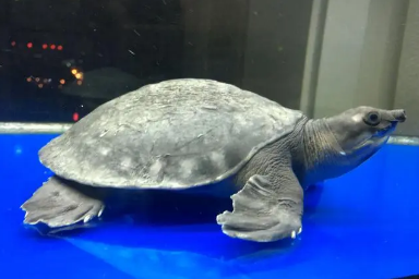 猪鼻龟烂甲腐皮怎么治 猪鼻龟烂甲腐皮怎么治