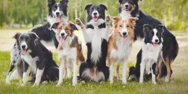 边境牧羊犬的4种真实身份，太出色了，我也不想这样养它！