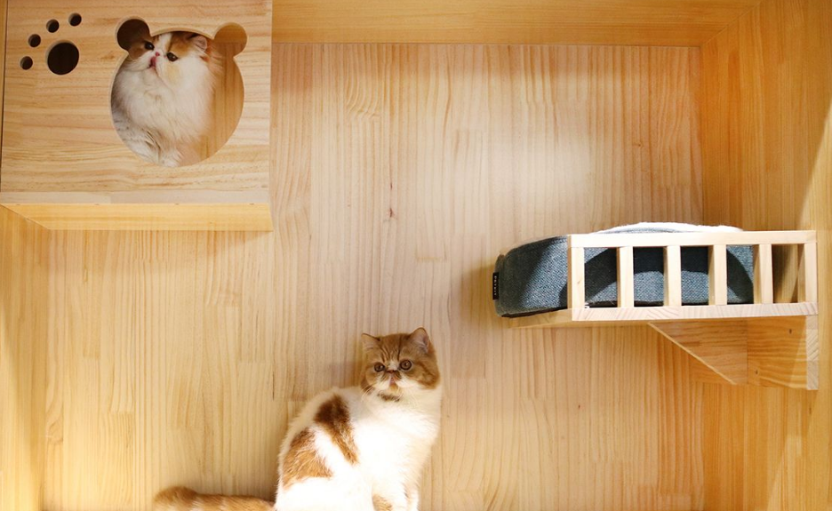 北京信誉好的猫舍 北京信誉好的猫舍