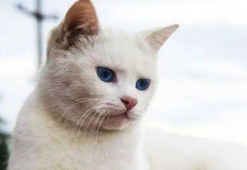 为什么越养猫运气越差 为什么越养猫运气越差