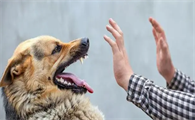 得了狂犬病的狗能活多久呢?