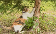 猫咪为什么喜欢抓树