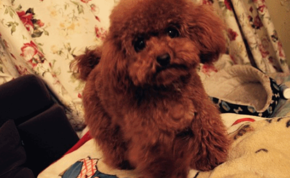 不养“泰迪犬”的几个缘故,看了你能后悔莫及吗? 不养“泰迪犬”的几个缘故,看了你能后悔莫及吗?