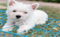 西高地犬杂交犬图片