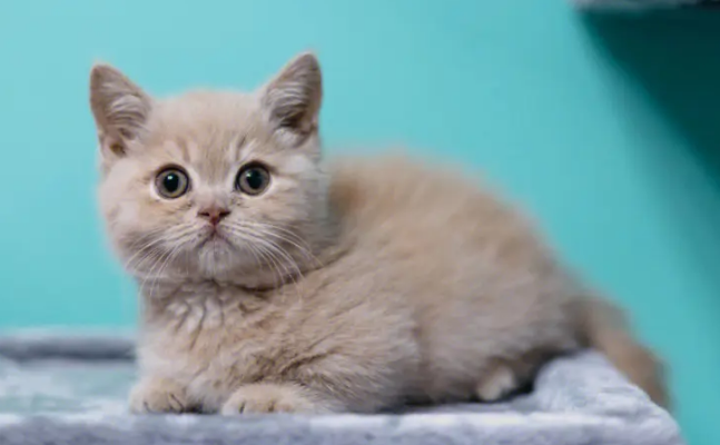 猫瘟是什么？