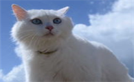 猫咪的家庭训练，原来是这样训练的！