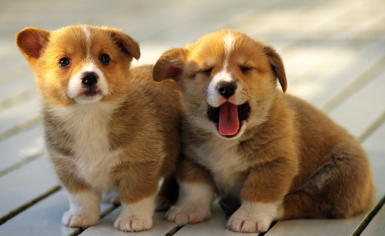 犬种体型分类对照 犬种体型分类对照