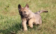 40天昆明犬幼犬图片