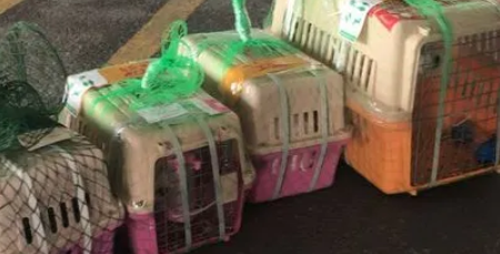 快宠爱宠物托运好不好