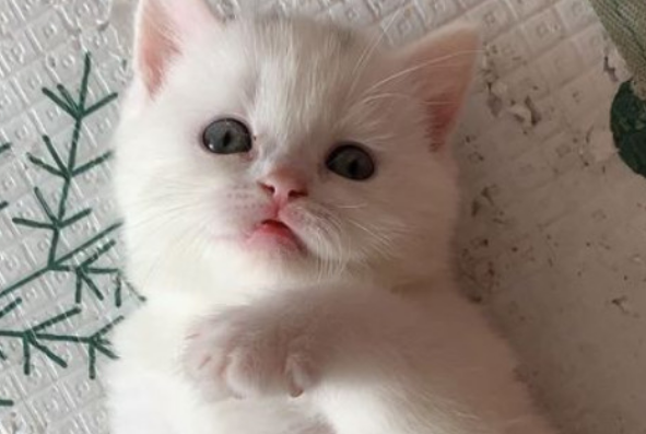 邓峰萌萌摔肿了猫舍淘宝