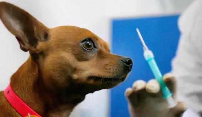出現这种症状，表明狗狗有“狂犬病”！主人家要小心了