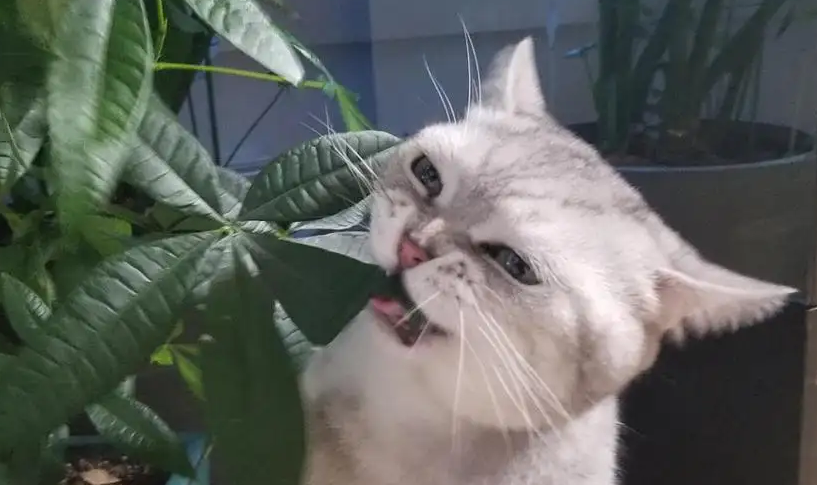 猫咪爱吃花叶子是为什么