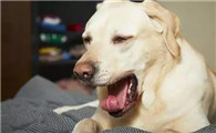 狗狗咳嗽分为哪几种症状？