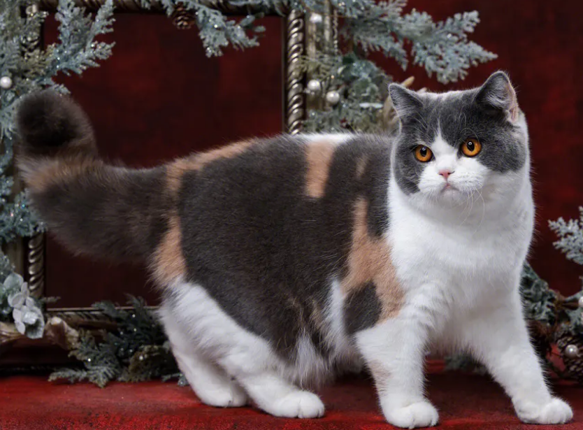 便宜又好养的小宠物猫