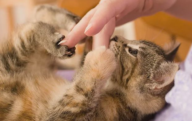 猫咪喜欢叼东西到主人面前是为什么? 猫咪喜欢叼东西到主人面前是为什么?
