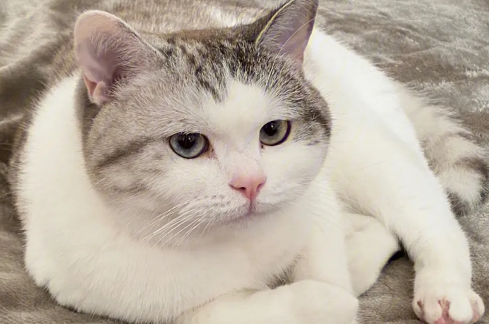 可以把猫卖给猫舍吗