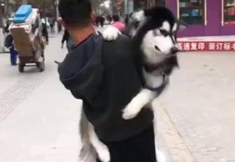 养了狗狗之后，才发现上了这辈子最大的当！