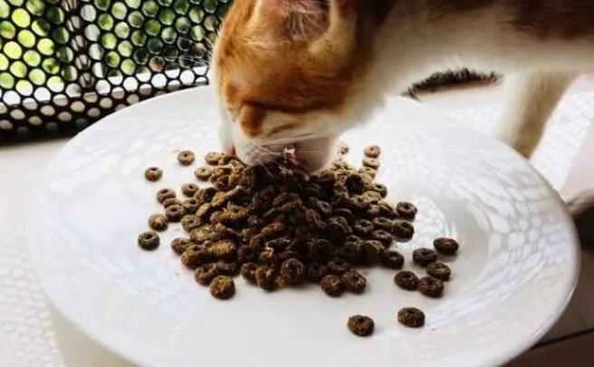 凯恩特猫粮好吃吗 凯恩特猫粮好吃吗