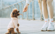六个缘故告之你,为何泰迪犬会咬人?不必只图着责骂了