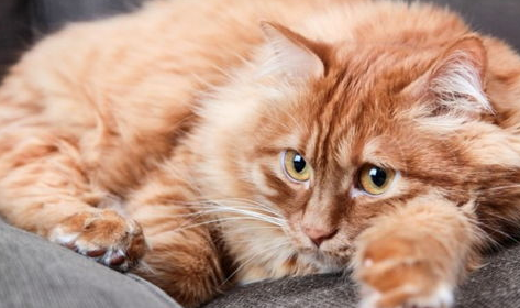 一文告诉你，如何给猫猫选择最好的猫粮？