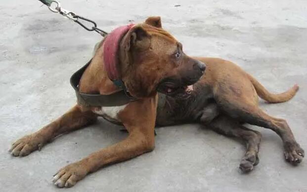 比特犬对主人怎么样