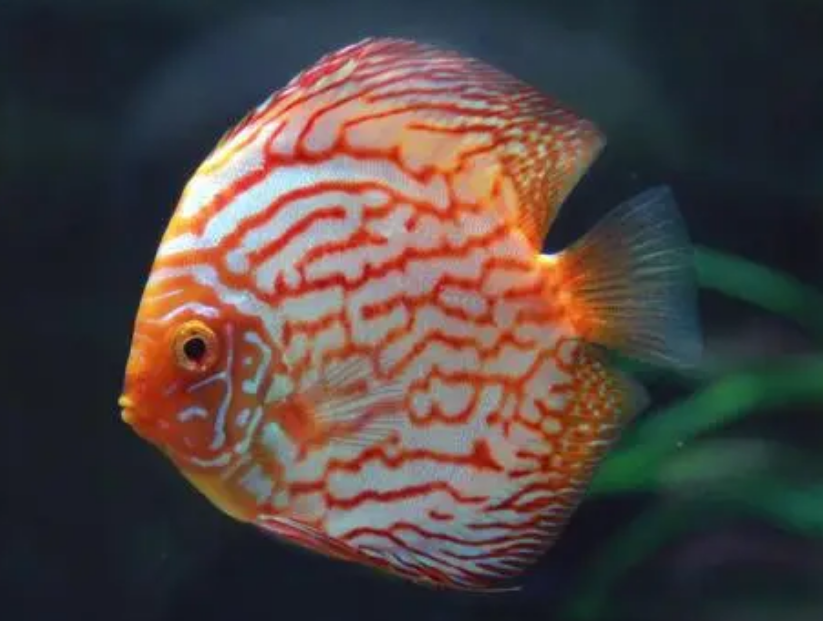 七彩神仙鱼用药大全
