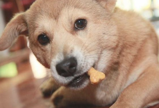 狗狗最爱的5个东西，宠主如果给它弄到，它跟你的情感会更加深入