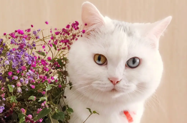 改正猫咪不良行为的方法,猫咪纠正训练! 改正猫咪不良行为的方法,猫咪纠正训练!