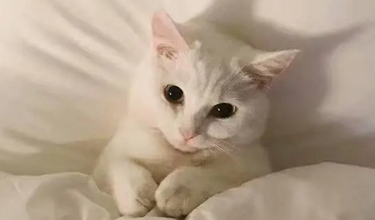 什么是猫鼻支?猫咪得过猫鼻支需要终身隔离吗?