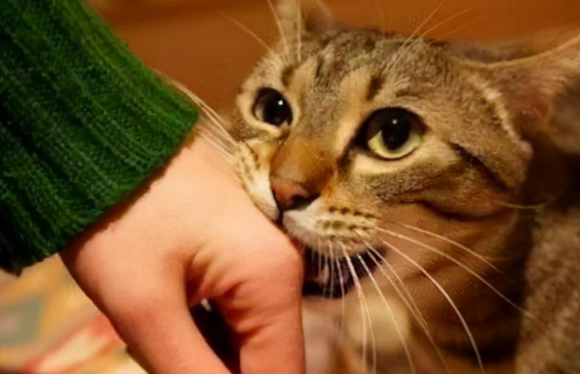 猫咪为什么不真的用力咬我 猫咪为什么不真的用力咬我