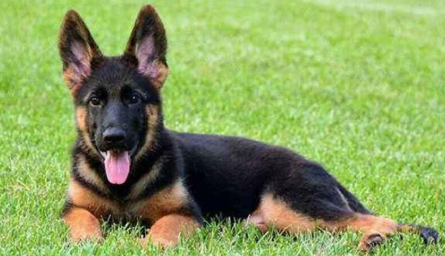 养狗就需要养德国牧羊犬那样的?为何要养德牧? 养狗就需要养德国牧羊犬那样的?为何要养德牧?