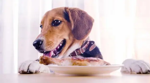 为什么狗狗食欲不高